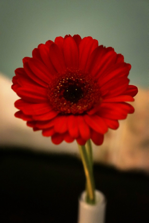 red flower detail.JPG