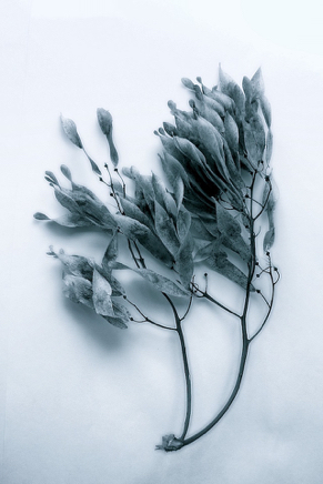 autumn leaves blue.jpg