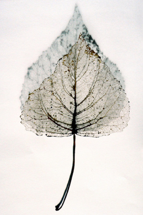 skeleton leaf.jpg