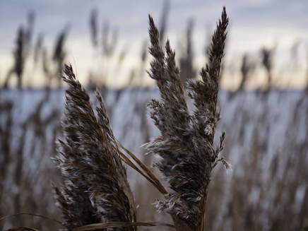 Rerik Salzhaff (2016) 2.jpg