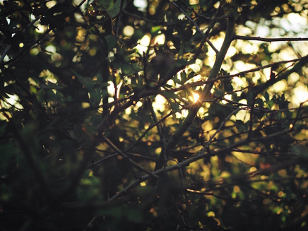 Krusenhagen (2007) 2.jpg