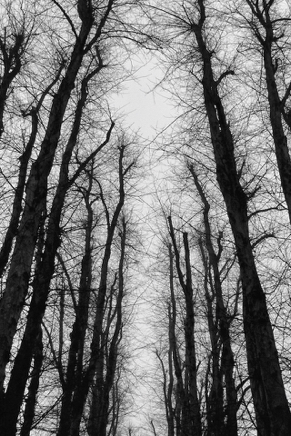 Rostock Lindenpark (2012) 2.jpg